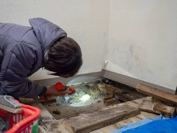 Best Black Mold Removal  in Crystal Springs, MS
